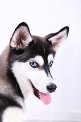 Beautiful cute husky puppy, close up