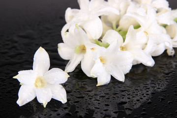 Fototapeta na wymiar White hyacinth on dark background