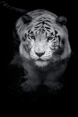White Tiger