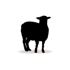 Fototapeta premium Form contour sheep, lamb