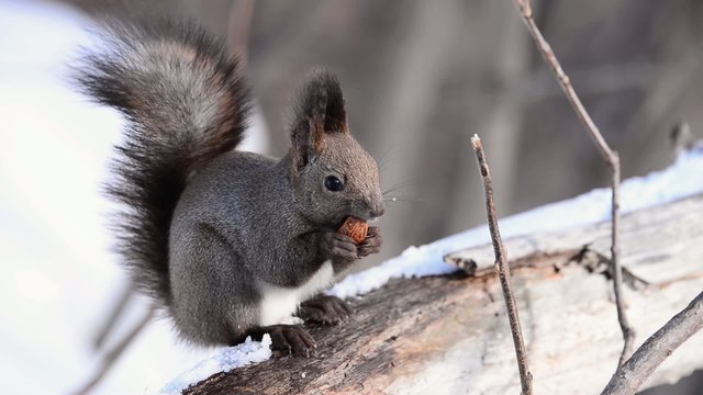 胡桃を食べるエゾリス