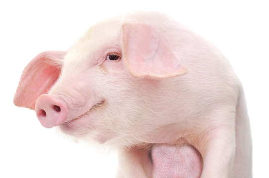 Portrait of a pig