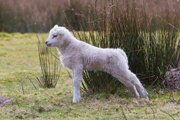 Obraz premium Little lamb