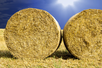 Round bales in the field