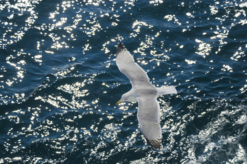 Flying seagull