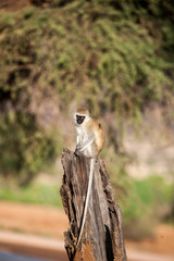 safari