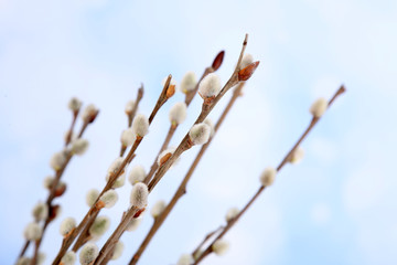 Beautiful pussy-willow twigs, close up