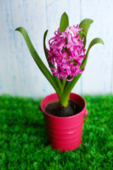 Beautiful hyacinth flower in decorative bucket