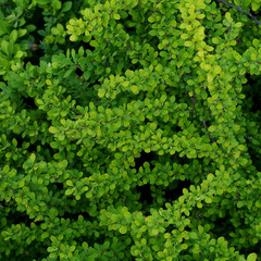 Berberis thunbergii Green Carpet - obrazy, fototapety, plakaty