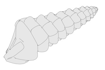 cartoon image of sea shell