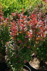 Obraz premium Berberis thunbergii Red Pillar