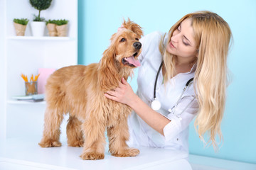 Beautiful young female veterinarian examining dog in clinic