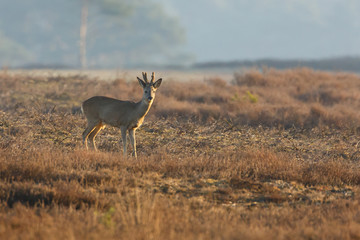 roe deer