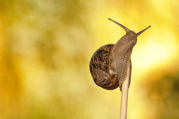 Caracol