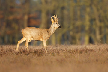 roe deer buck