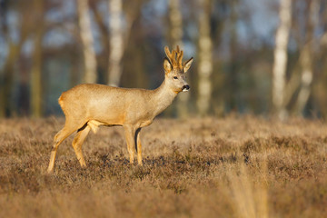 roe deer buck in a field of heather