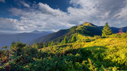 Obraz premium Beautiful summer landscape in the Carpathian mountains.