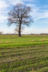 Obraz premium agricultural field