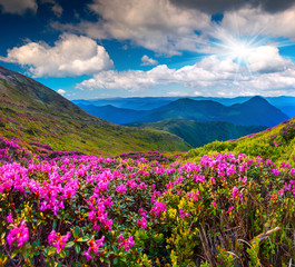 Fototapety  Magiczne różowe kwiaty rododendronów na letniej górze