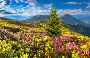 Magic pink rhododendron flowers in the mountain