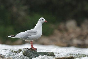 bird