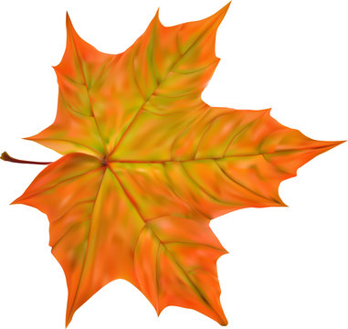 illustration with bright autumn maple leaf