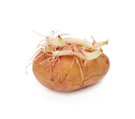 Sprouting potatoes isolated on white background