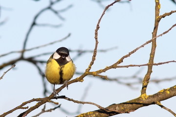 colorful great tit on twig