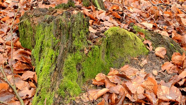 Details in the forest