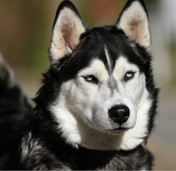 Siberian Husky Face