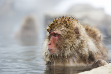Snow monkey in a natural onsen (hot spring), Jigokudani Park