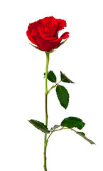 Fototapeta premium Red rose isolated on white background