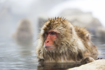 Snow monkey in a natural onsen (hot spring), Jigokudani Park