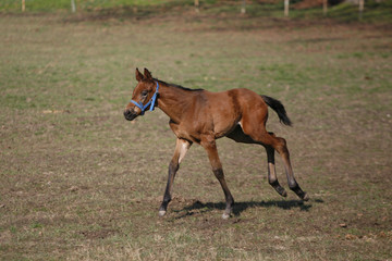 Fototapeta premium Thoroughbred foal running alone in nature