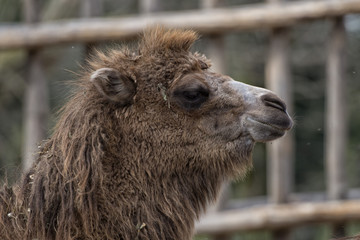 Dromedary Camel sitting near Bedouin Oasis