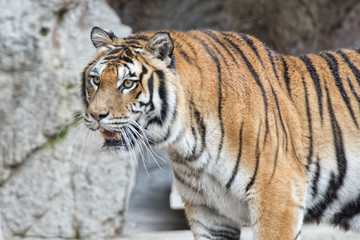 Fototapeta na wymiar Tygrys gotowy do ataku, patrząc na ciebie