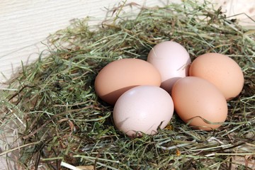 hühnereier im nest