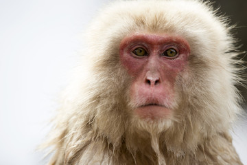 Snow monkey portrait, Jigokudani Park