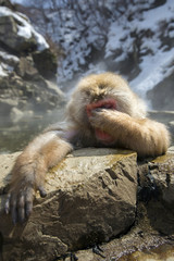 Snow monkey looks embarrassed in a natural onsen