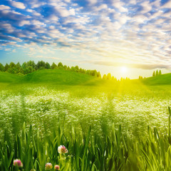 Beauty evening on the meadow, abstract summer landscape