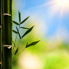Bamboo grass against abstract natural backgrounds for your desig