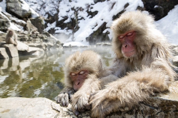 Japanese snow monkey mother and baby in a hot spring.