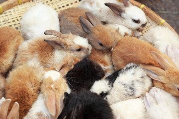 A lot rabbits for sale