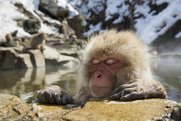 Japanese snow monkey in a hot spring.