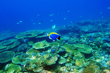 Coral reef at Maldives