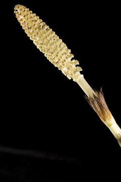 Equisetum maximum / Pr&ecirc;le