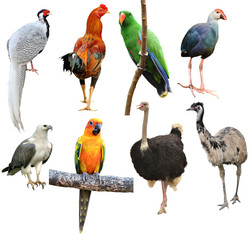 Fototapeta premium collection of bird isolated