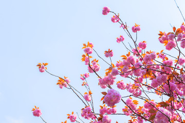 Obraz na płótnie Canvas Blooming double cherry blossom tree and blue sky