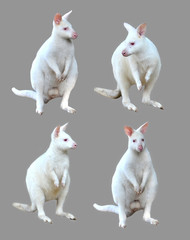 collection of albino wallaby isolated
