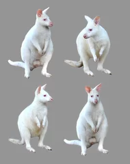 Crédence de cuisine en verre imprimé Kangourou collection de wallaby albinos isolé